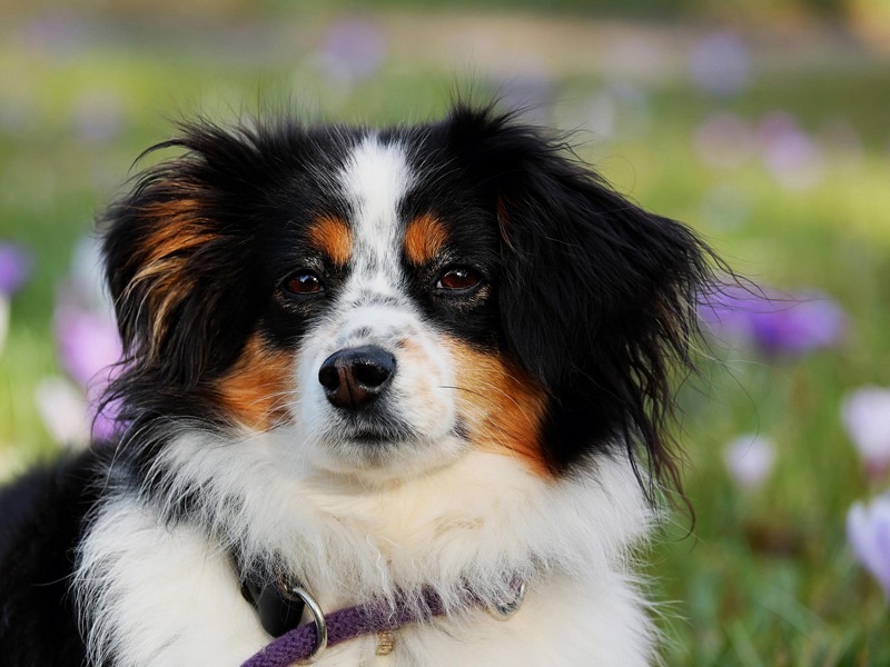 pet safety